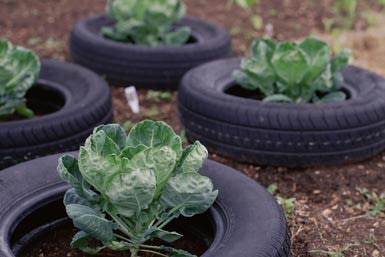 tire vegetable garden ideas