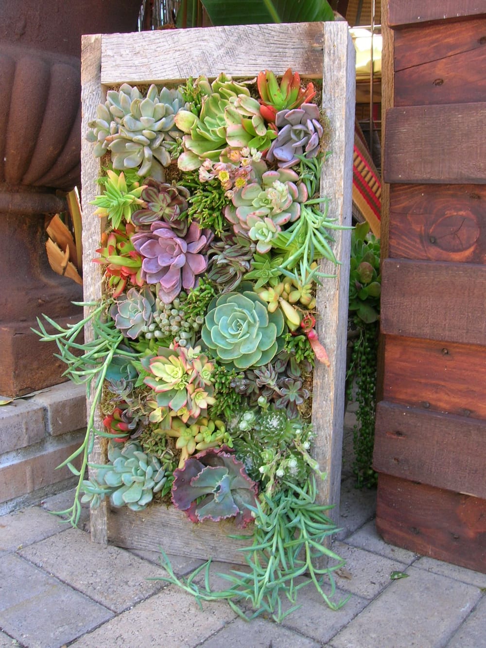 Hanging succulent garden macramé