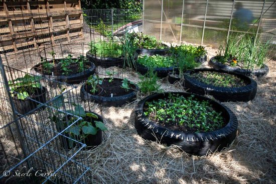 tire potato planters
